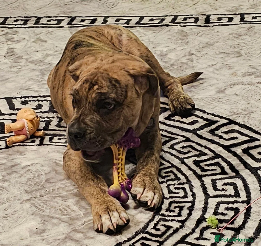 Mixed Breed dogs for sale: Cane Corso/ Presa Canario mix in Glasgow - Advert 6