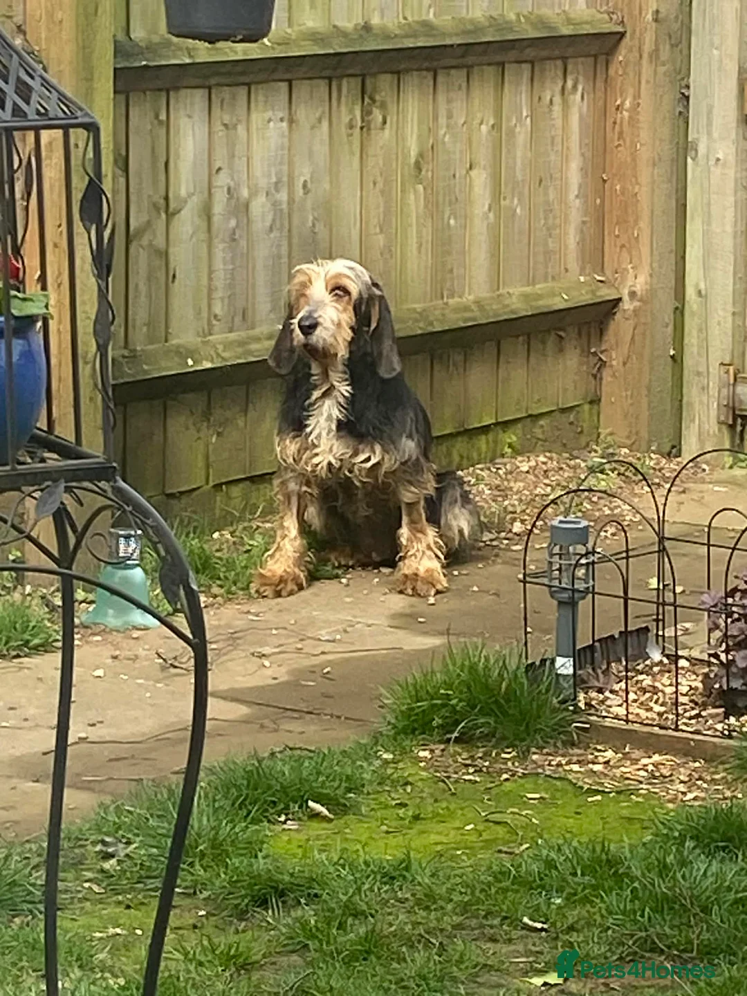 Mixed Breed dogs for adoption: Millie - lovely Griffon for adoption in Northampton - Advert 2