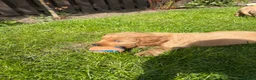 Mixed Breed dogs for sale: ONLY 2 LEFT Double Doodle Puppies (Cockadoodles) - Advert 4