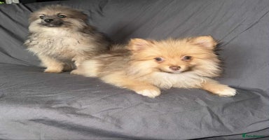 Pomeranian dogs - Advert 13