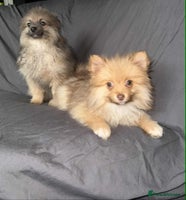 Pomeranian dogs - Advert 13