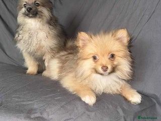 Pomeranian dogs - Advert 3