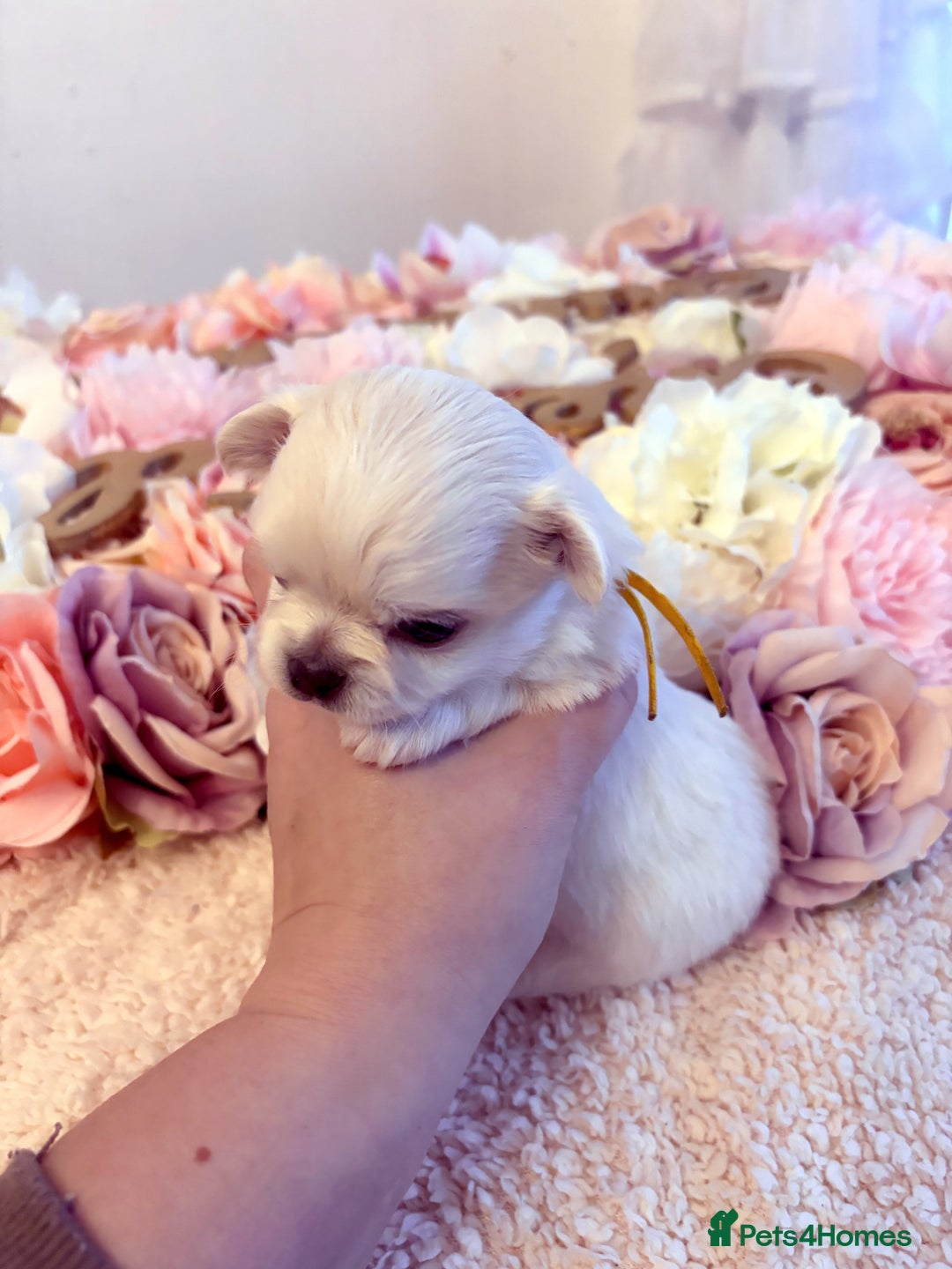 Chihuahua dogs for sale: KC registered beautiful chihuahua puppies - Advert 17