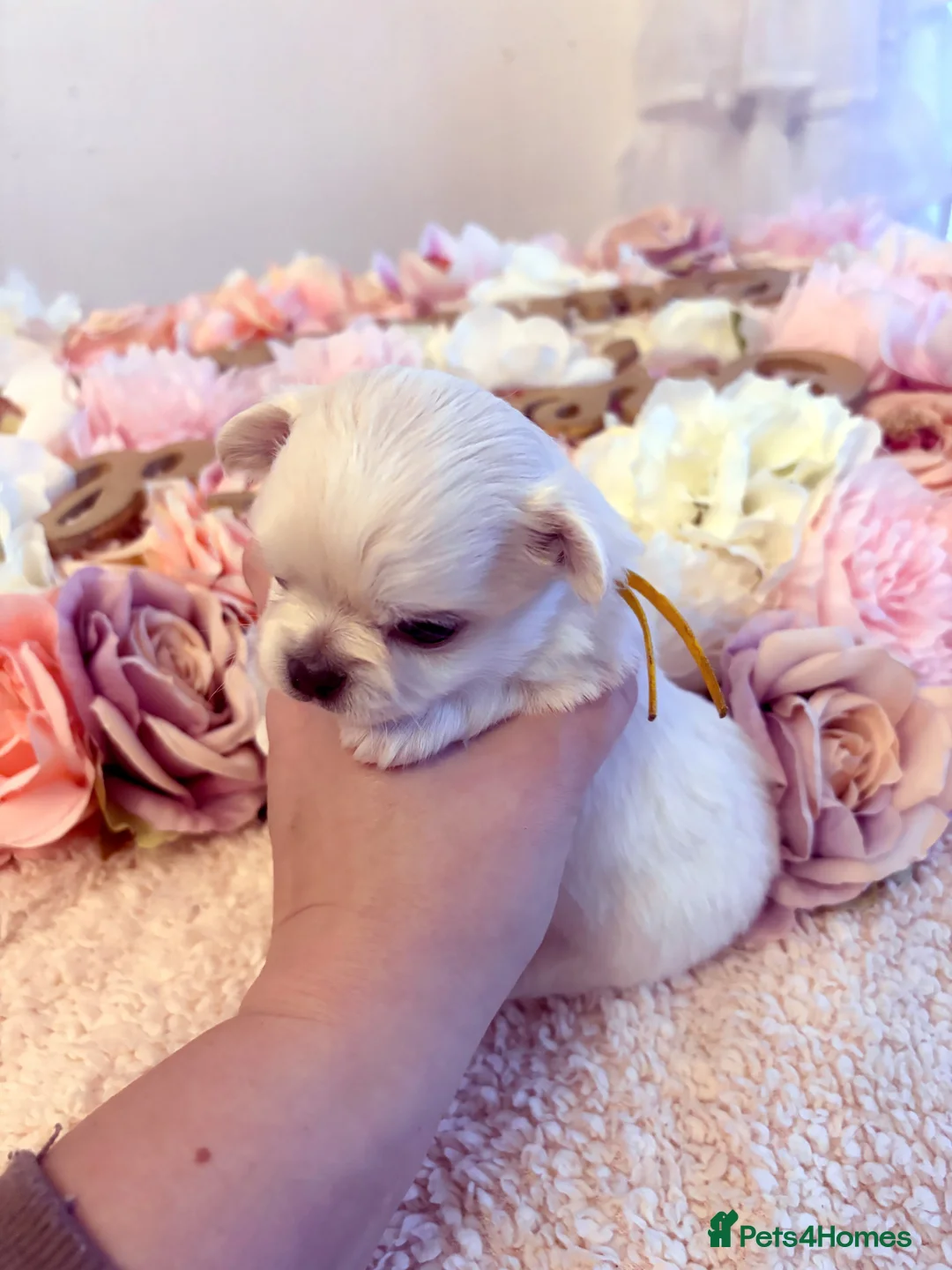 Chihuahua dogs for sale: KC registered beautiful chihuahua puppies - Advert 17