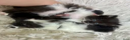 Turkish Angora cats for sale: Mix Turkish angora kitten  - Advert 3