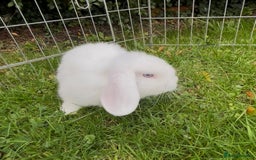 Mini Lop rabbits for sale: Beautiful mini lop babies both boys ready now  - Image 3