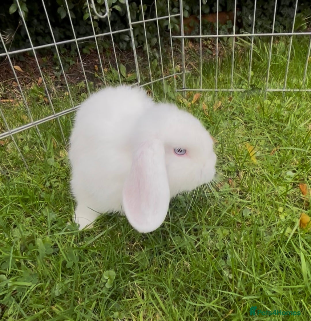 Mini Lop rabbits for sale: Beautiful mini lop babies both boys ready now  - Image 3
