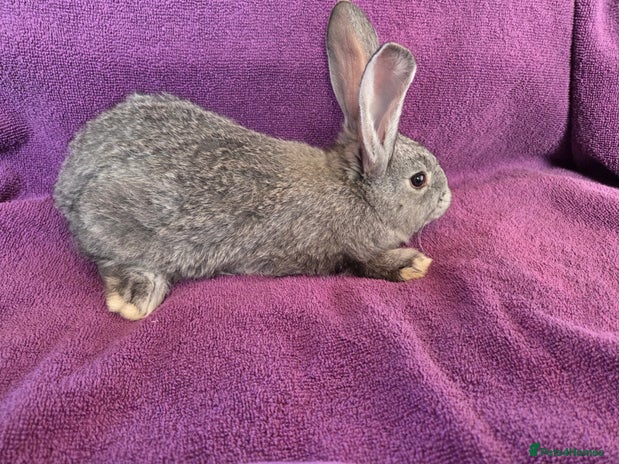 Conital Giant Rabbit Continental Giant Rabbits Breed - Information, Temperament, Size ...