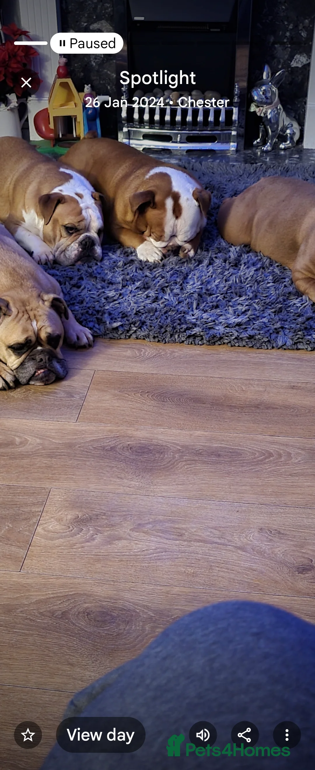 Mixed Breed dogs for sale: Beautiful Bulldogs of various colours in Deeside - Advert 23