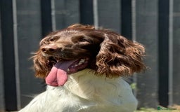 English Springer Spaniel dogs for stud: CHAMPIONSHIP WINNER 2025,ROSEBAY BLUE,HEALTHTESTED in Bristol - Image 10