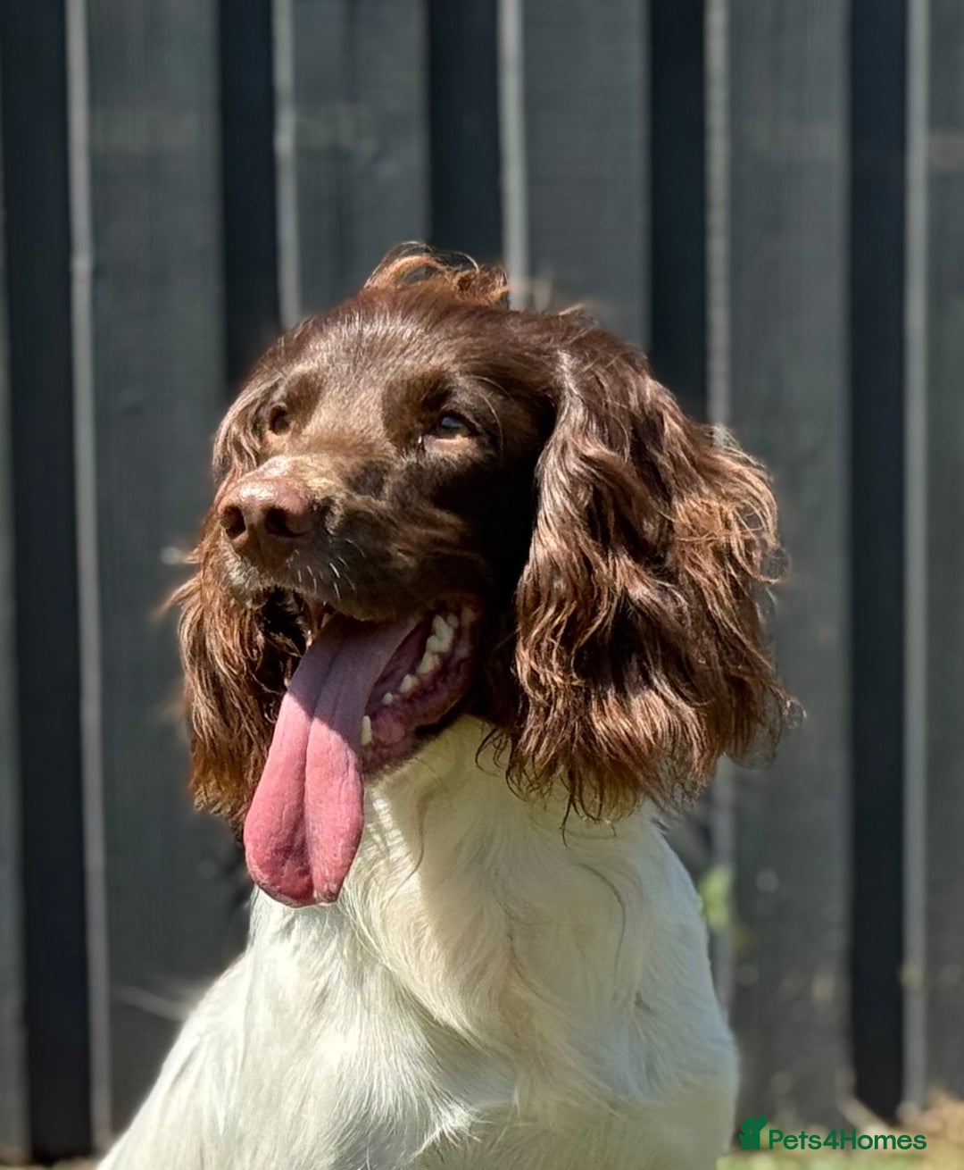 English Springer Spaniel dogs for stud: CHAMPIONSHIP WINNER 2025,ROSEBAY BLUE,HEALTHTESTED in Bristol - Image 10