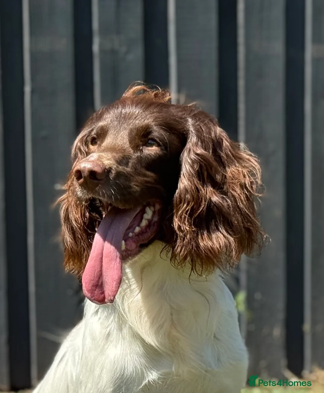 English Springer Spaniel dogs for stud: CHAMPIONSHIP WINNER 2025,ROSEBAY BLUE,HEALTHTESTED in Bristol - Advert 10