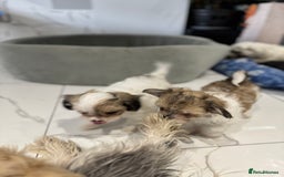 Yochon dogs for sale: Yorkshire Terrier mix with Bichon Maltese - Image 4