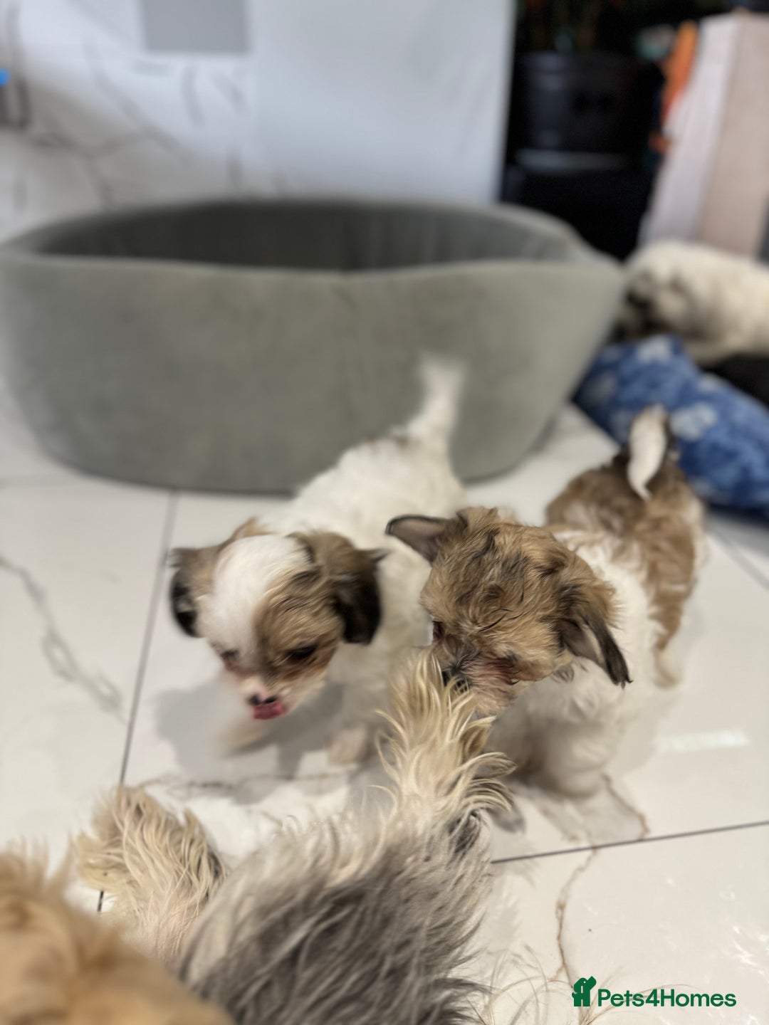 Yochon dogs for sale: Yorkshire Terrier mix with Bichon Maltese - Image 4