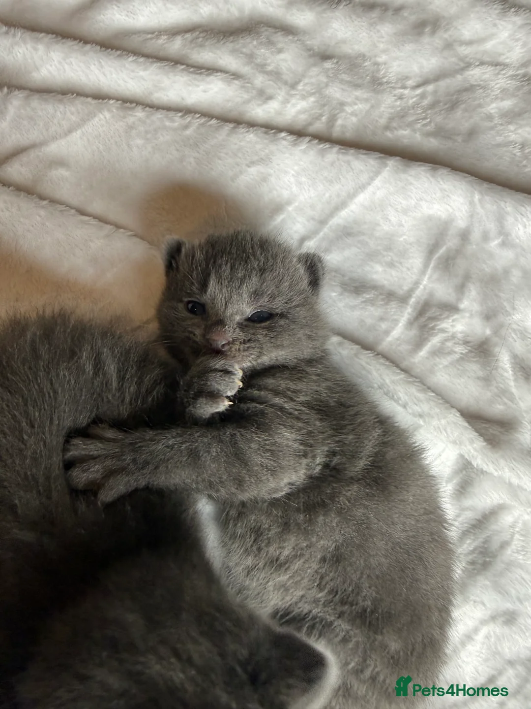British Shorthair cats for sale: Our British Shorthair Grey Kittens  - Advert 12