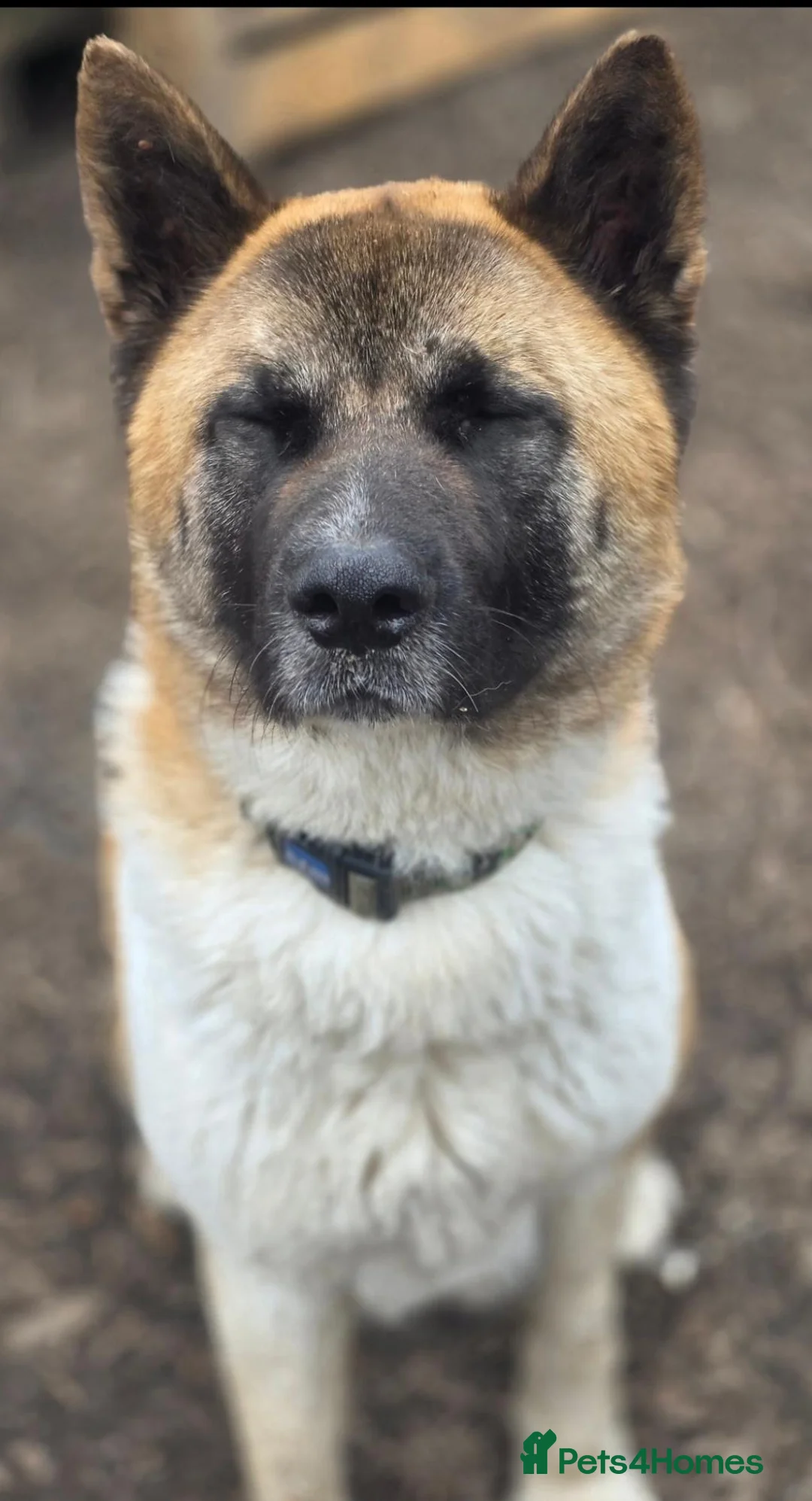 Akita dogs for sale: Beautiful akita lexi looking for home - Advert 2