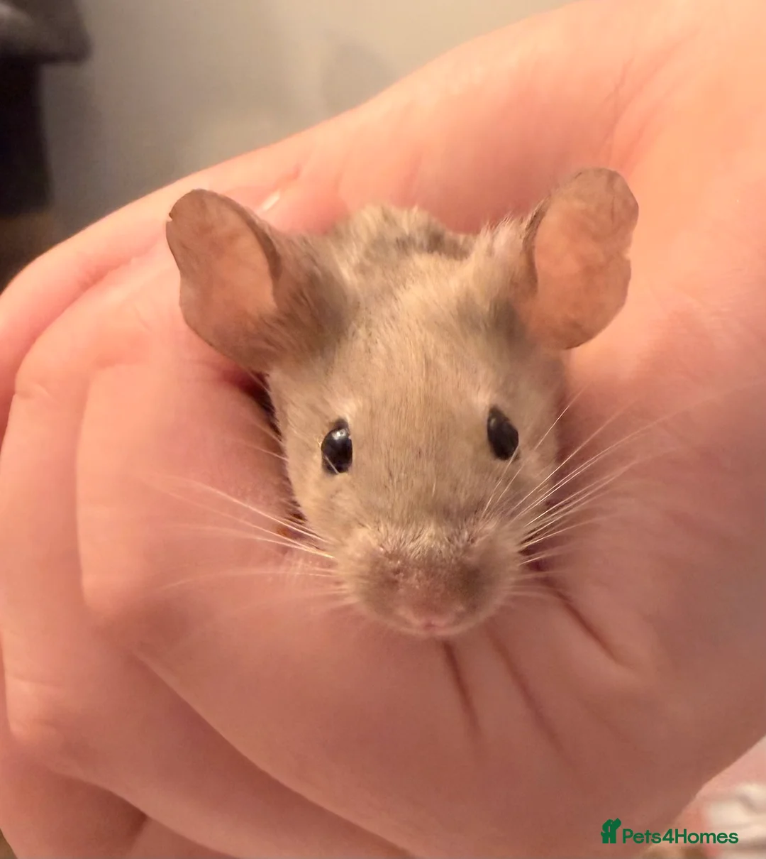Mouse rodents for sale: Two sweet male mice  in ELY - Advert 1
