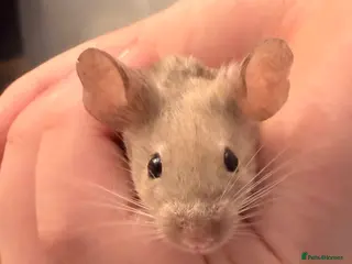 Mouse rodents Two sweet male mice - Advert 1