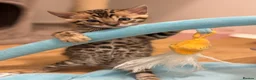 Bengal cats for sale: Amazing pedigree Bengal kitten  - Advert 2