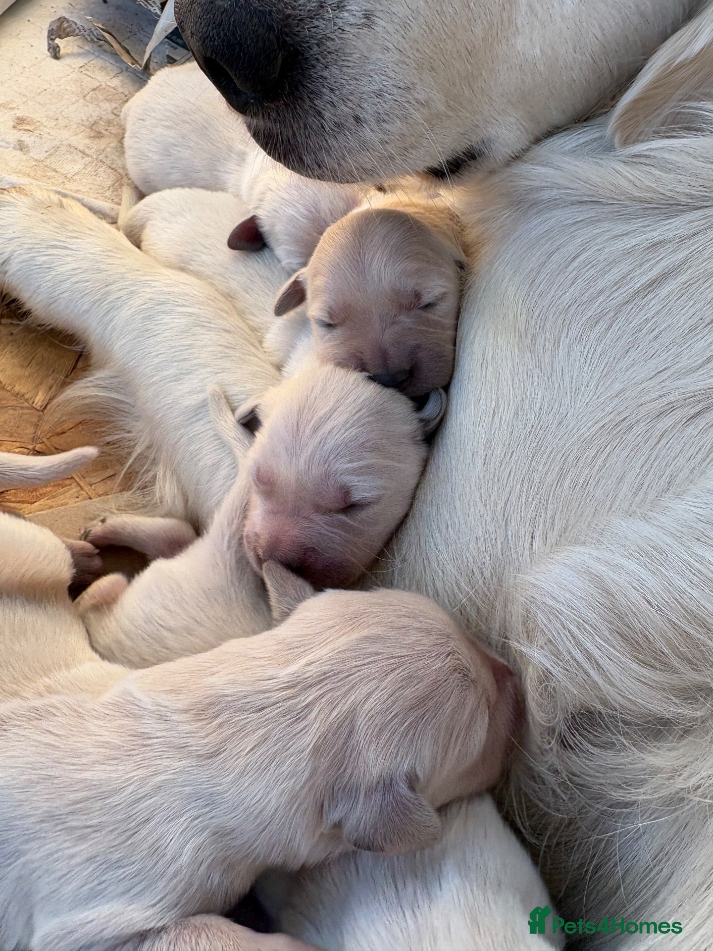Golden Retriever dogs White golden puppy’s  - Advert 4