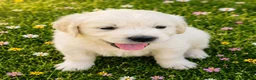 Golden Retriever dogs for sale: EXTENSIVELY HEALTH TESTED INTERNATIONAL PEDIGREE - Advert 2