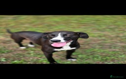 Mixed Breed dogs for sale: For adoption - Image 10