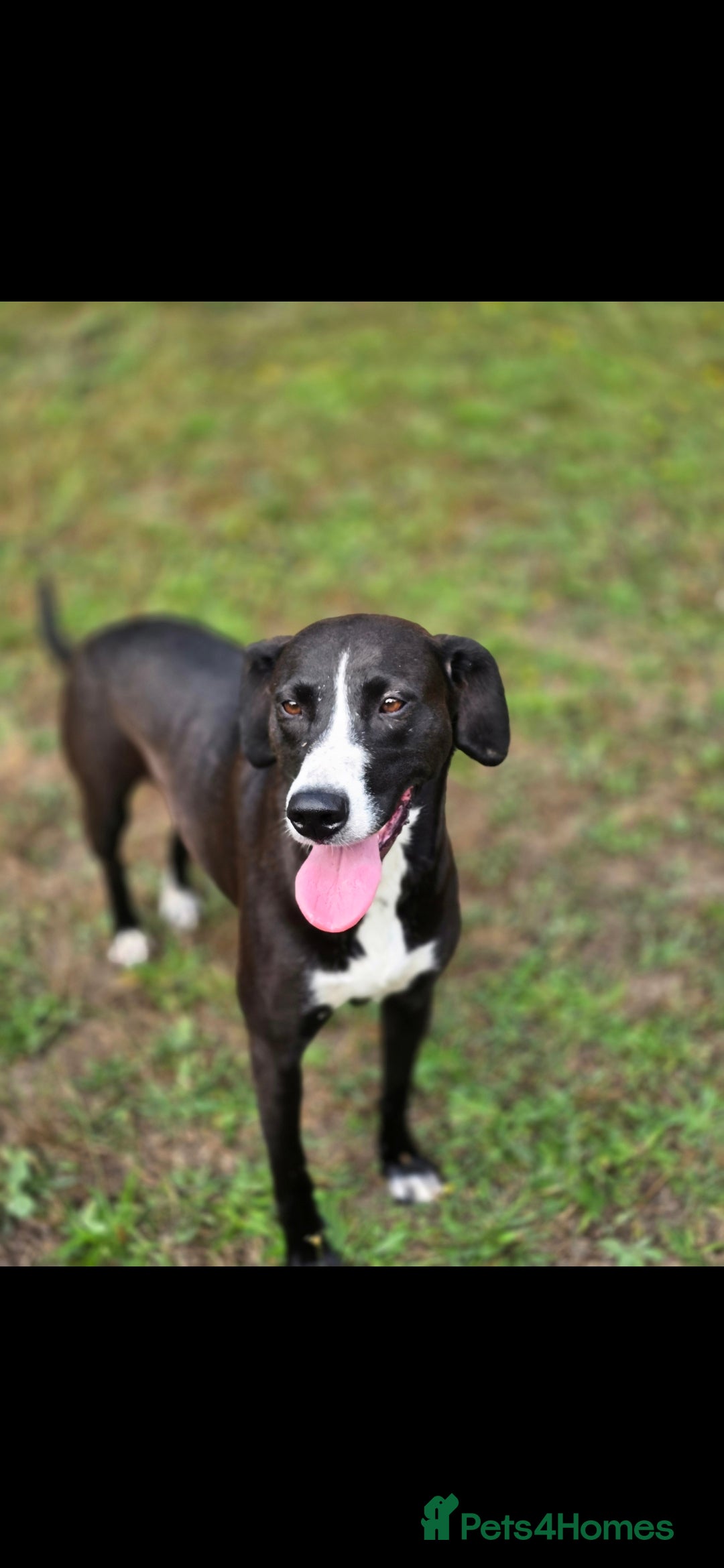 Mixed Breed dogs for sale: For adoption - Image 10