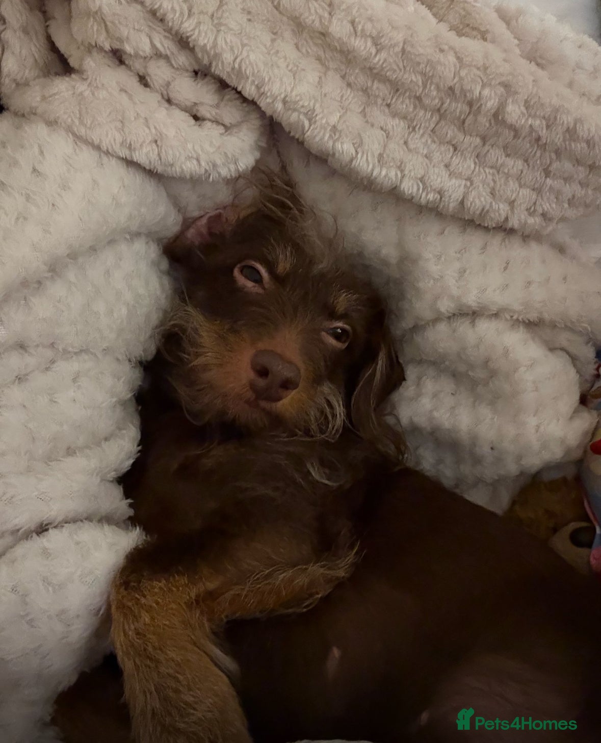 Doxiepoo dogs Doxipoo - Advert 14