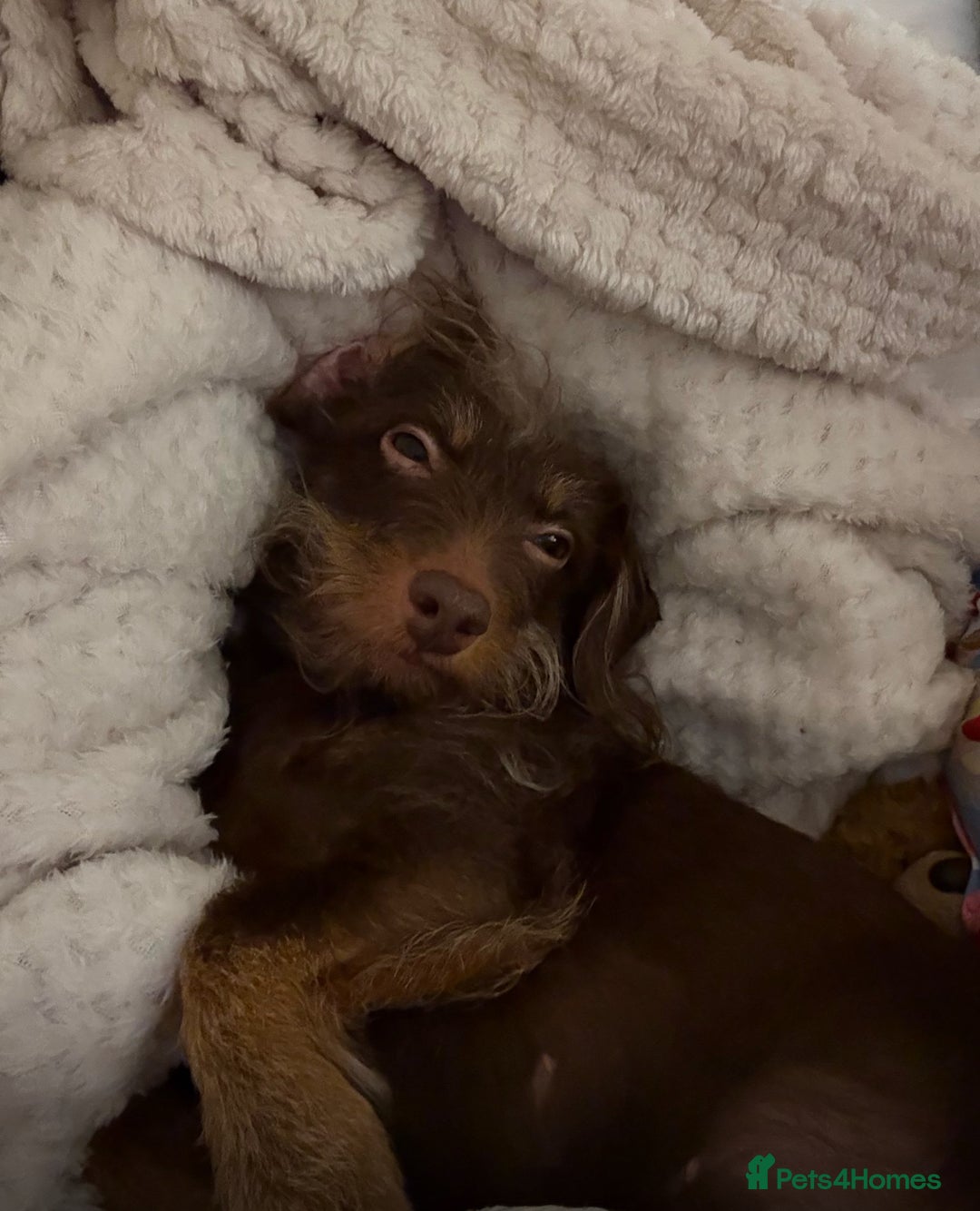 Doxiepoo dogs for sale: Doxipoo - Advert 1