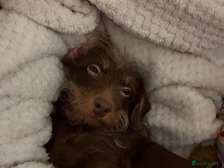 Doxiepoo dogs Doxipoo - Advert 1