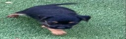 Jack Russell dogs for sale: Jack Russell puppies  - Advert 19