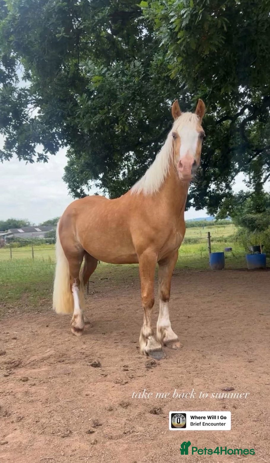 Palomino horses Finn 15,1 Welsh section D  - Advert 1