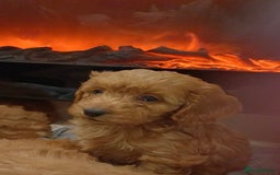 Cockapoo dogs for sale: Beautiful cockapoo loving puppies - Image 4