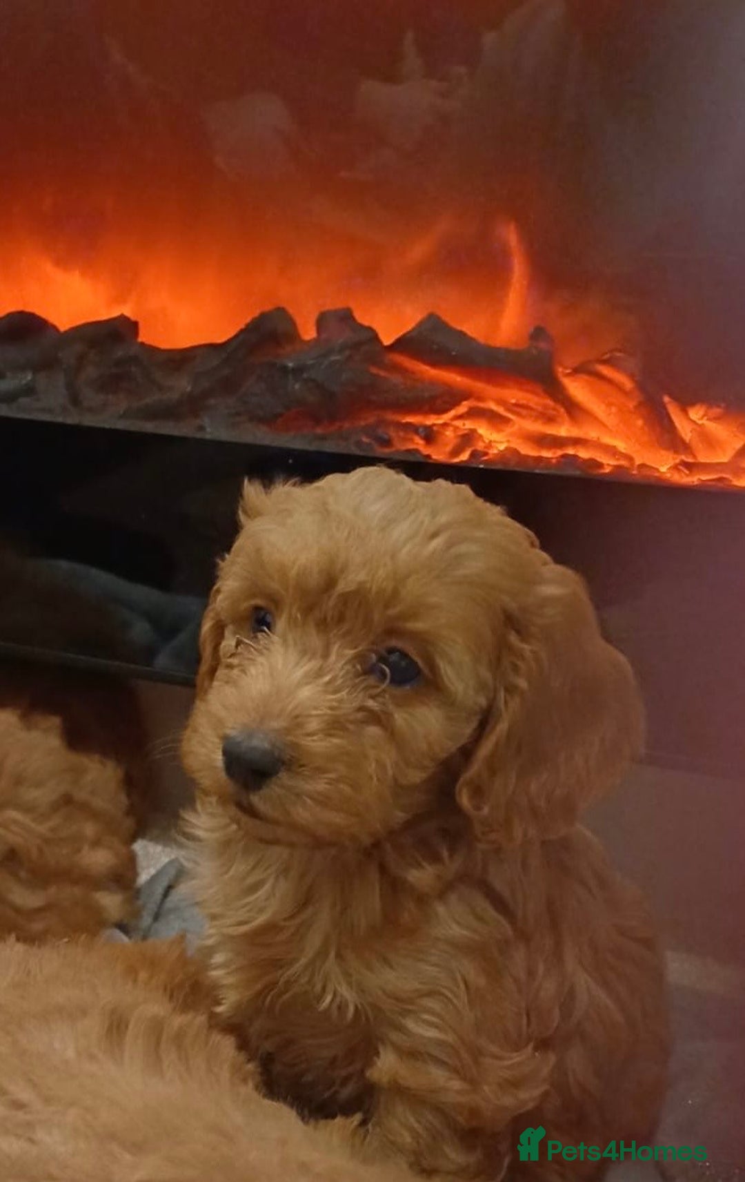 Cockapoo dogs for sale: Beautiful cockapoo loving puppies - Image 4