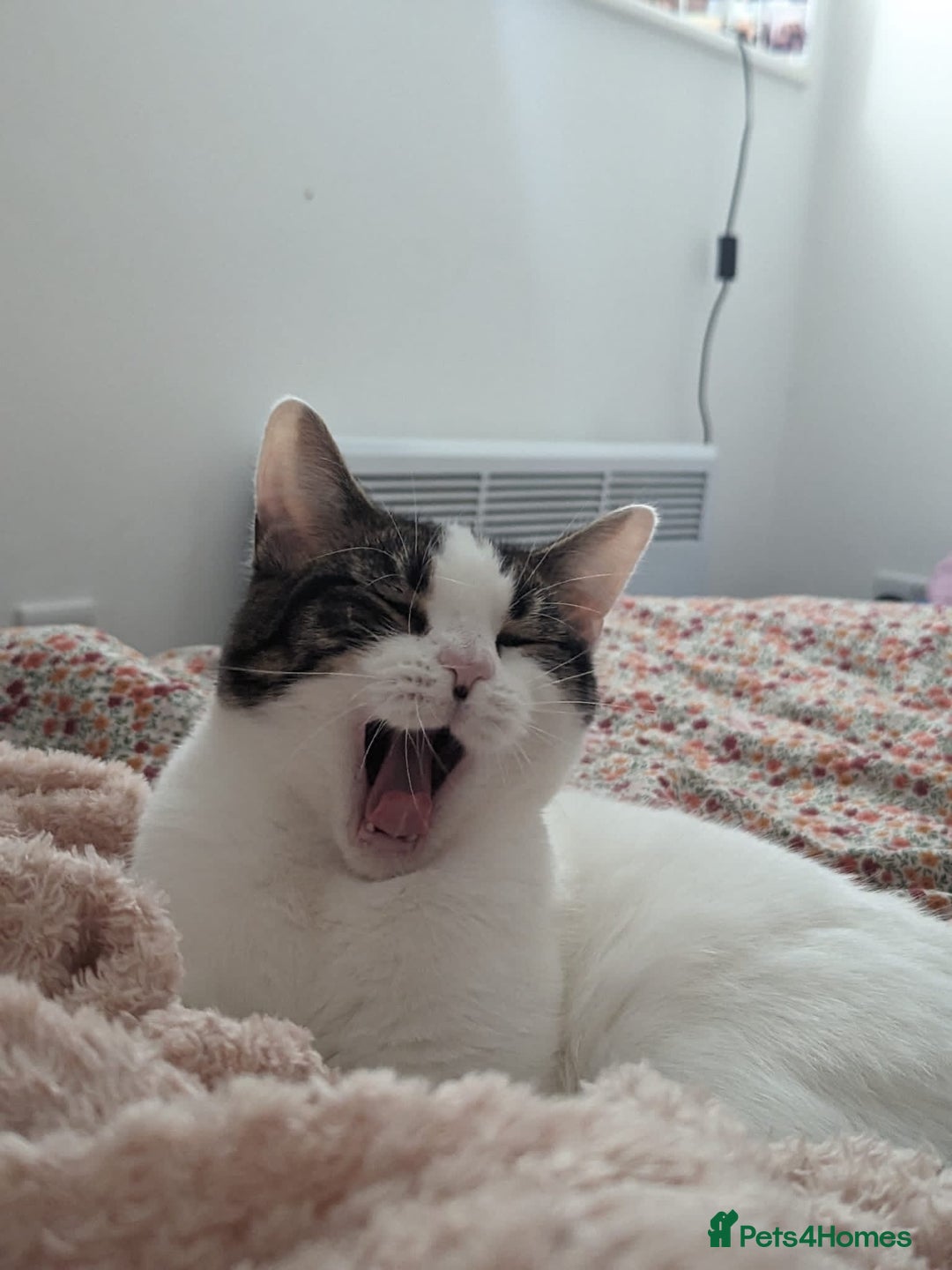 Mixed Breed cats for sale: Albie: Friendly white/tabby looking for new home - Advert 2