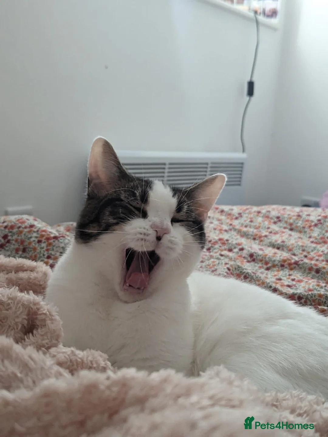 Mixed Breed cats for sale: Albie: Friendly white/tabby looking for new home - Advert 2