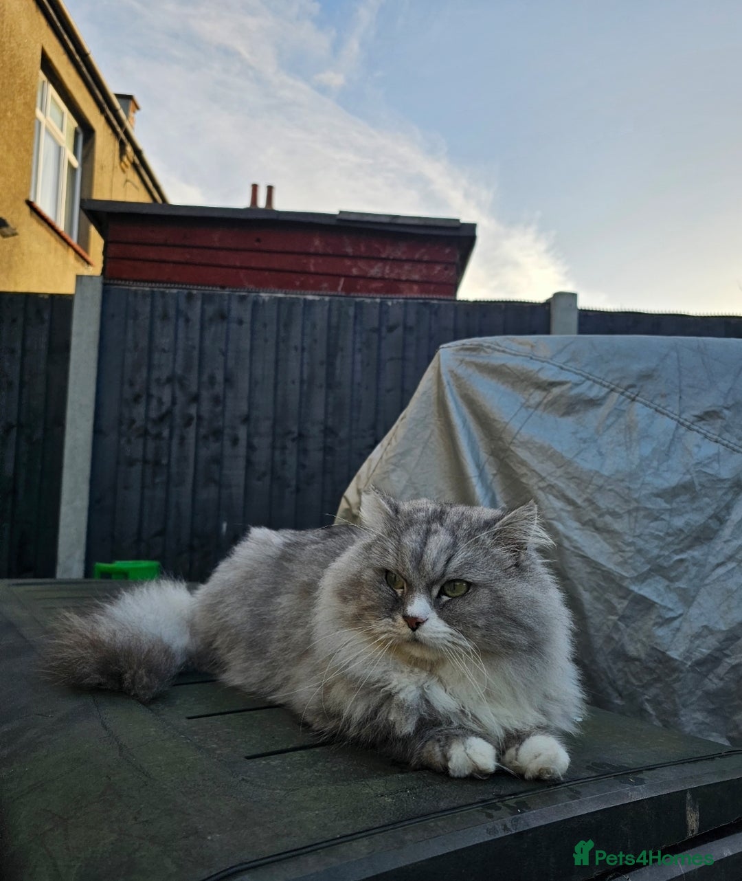 British Longhair cats for sale: British longhair mix fluffy kittens  - Advert 6