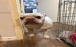 French Bulldog dogs for sale: Purebred French Bulldog – 2 Years Old (Female) - Image 12