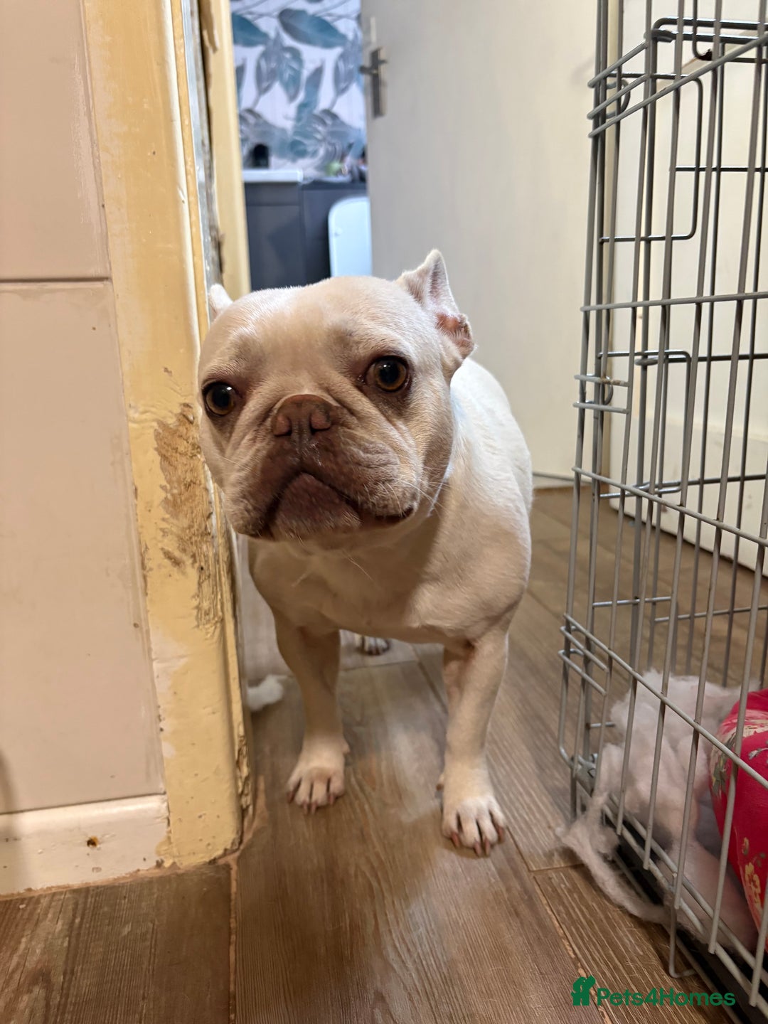French Bulldog dogs for sale: Purebred French Bulldog – 2 Years Old (Female) - Image 12