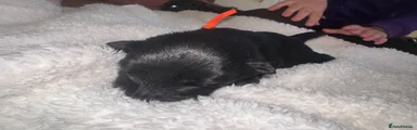 Scottish Terrier Puppy 3