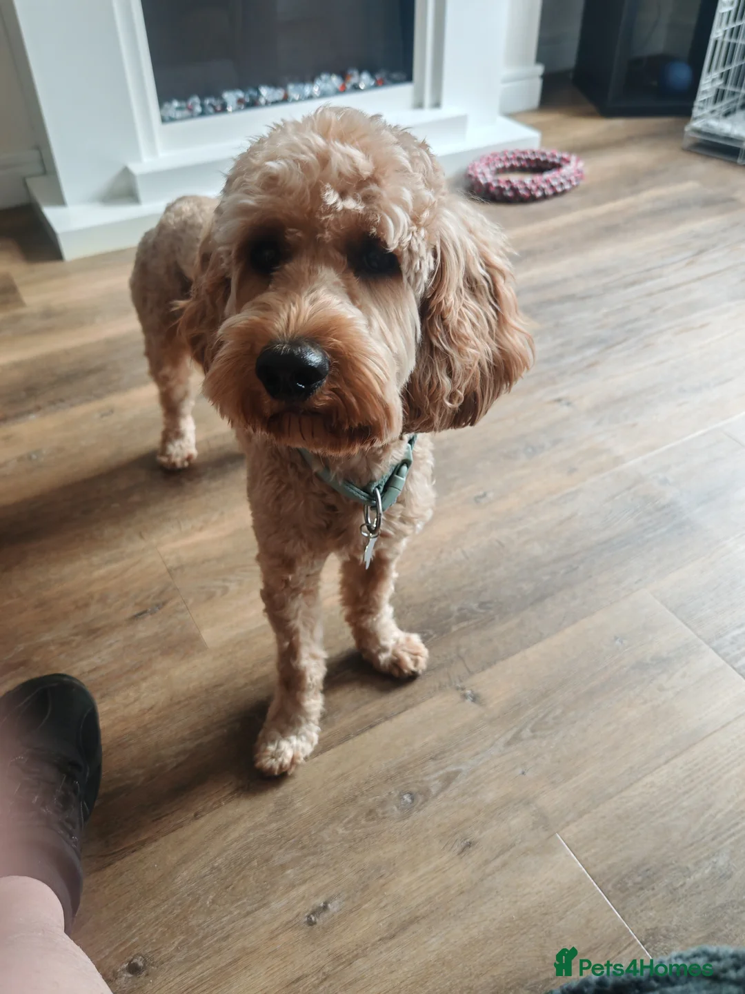 Cockapoo dogs for sale: Cockapoo male just over 4 years old - Advert 7