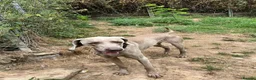 Weimaraner dogs for adoption: Uros - Weimaraner in Worthing - Advert 2