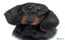 Dachshund dogs for stud: Kc registered standard smooth stud  in Newton Abbot - Image 5