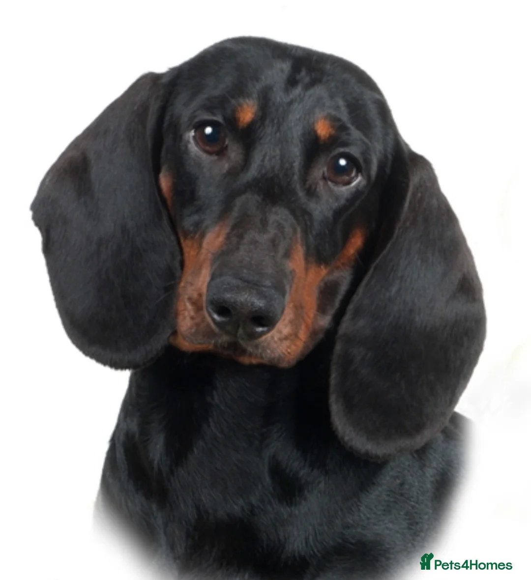 Dachshund dogs for stud: Kc registered standard smooth  in Newton Abbot - Advert 5