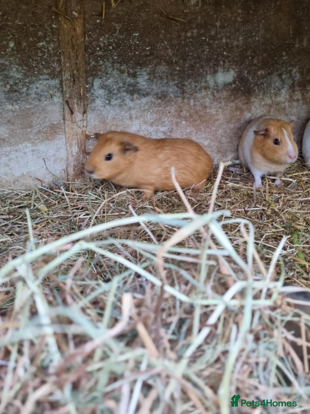Guinea Pig rodents for sale: 8 week old +  female guineapigs - Image 7