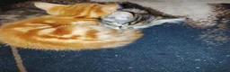 British Longhair cats for sale: Girls,and boys - Advert 11