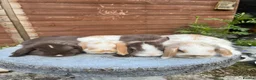 Mini Lop rabbits for sale: Gorgeous mini lops  - Advert 7