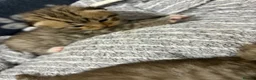 Mixed Breed cats for sale: Beautiful Bengal Cross Maine Coon Babies  - Advert 14
