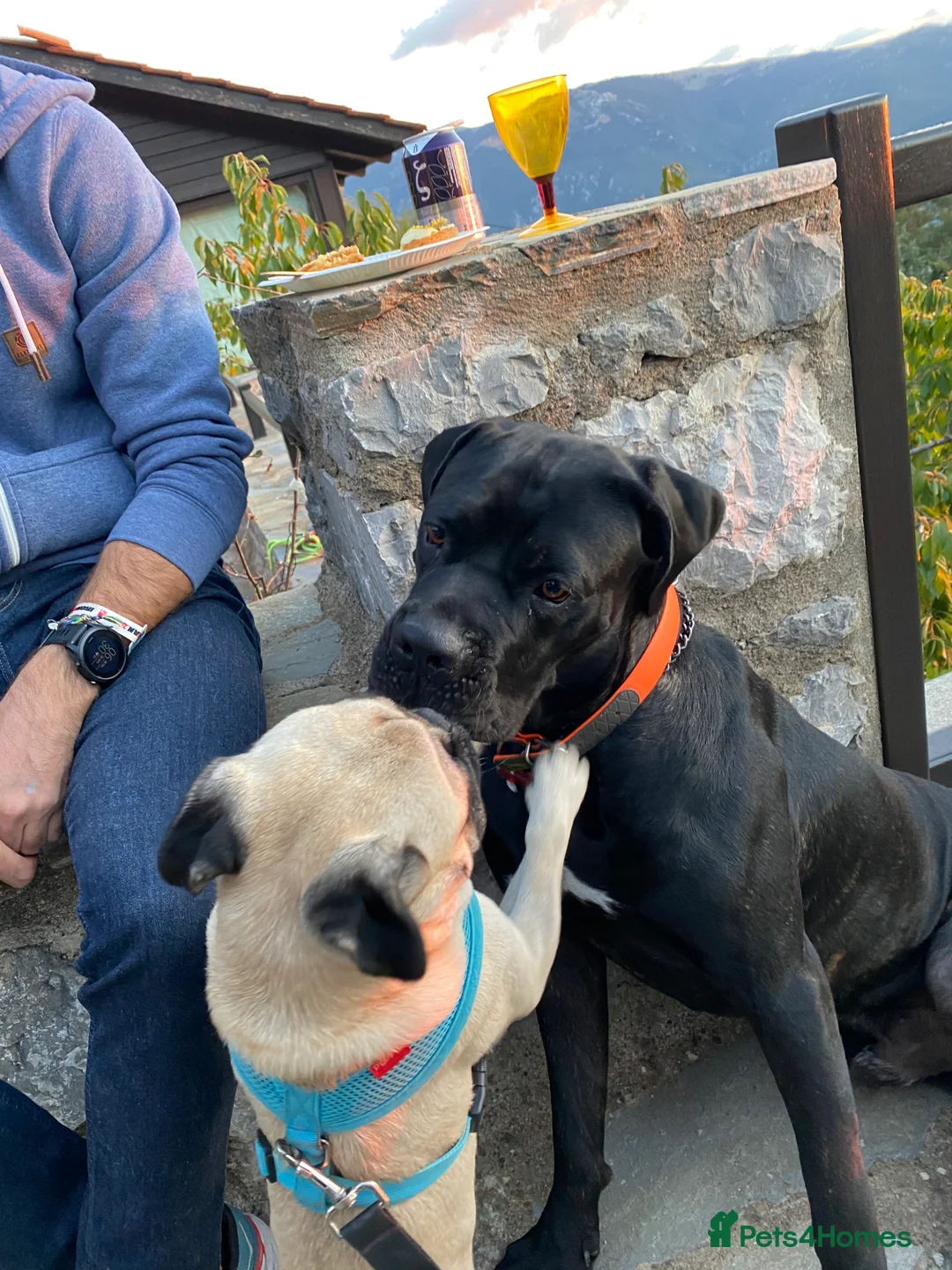 Pug dogs for stud: Pug / 5 generation pedigree male for stud - Advert 4