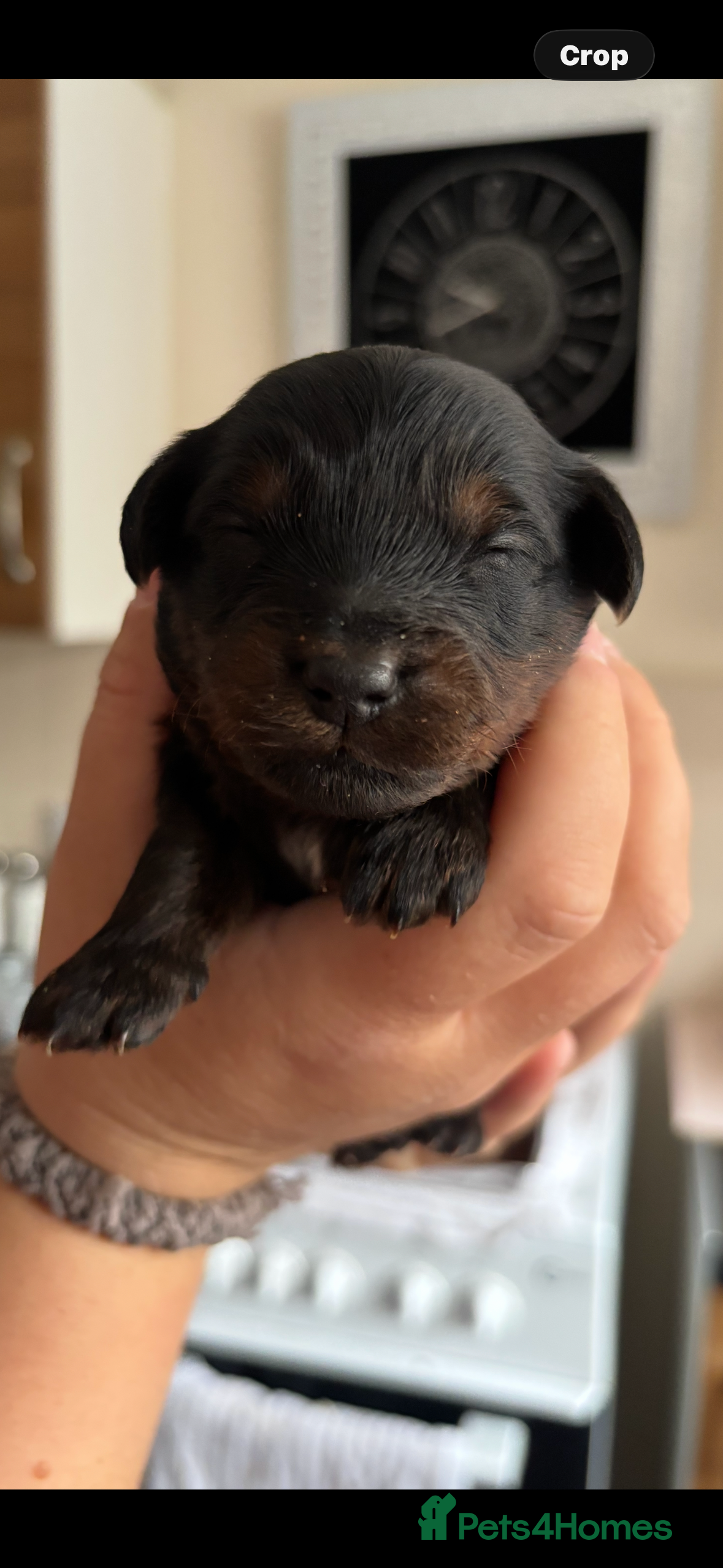 Mixed Breed dogs Beautiful poodles 😍 - Advert 11